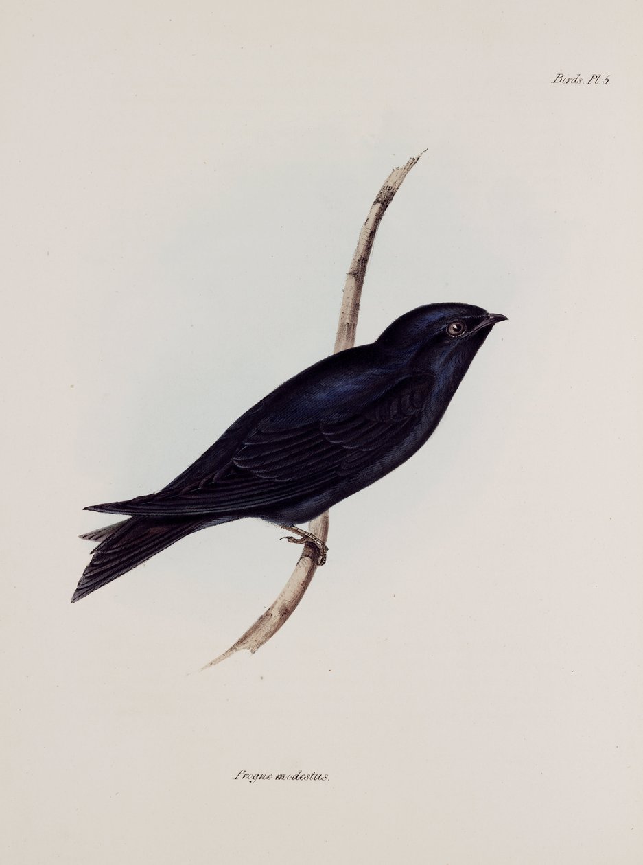 Svale eller martin, Sydamerika, c 1832-1836 af Unbekannt