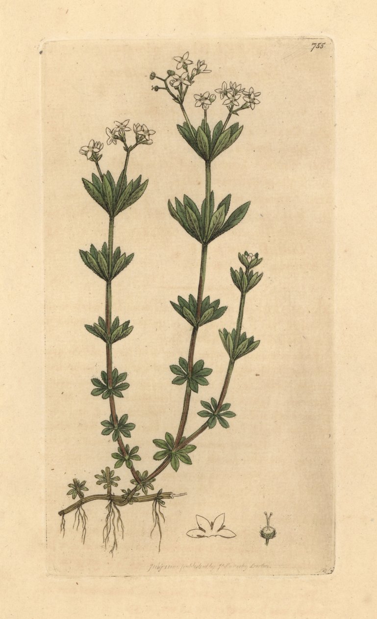 Sødskærm, Galium odoratum (sød skovmærke, Asperula odorata) (gaillet odorant) Håndkoloreret kobberstik efter en tegning af James Sowerby til James Smith