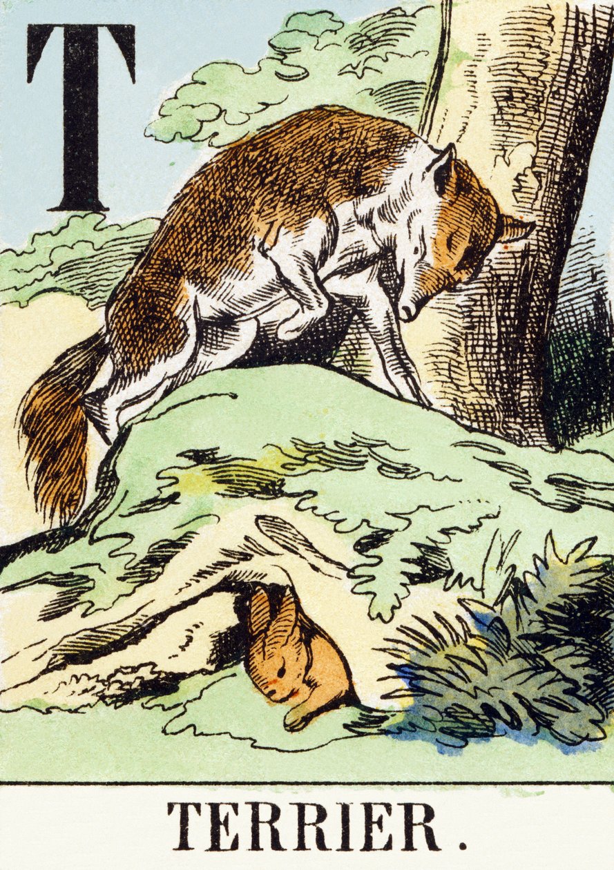 T : Terrier - Jagtalfabetet, ca. 1890 (gravering) af Unbekannt