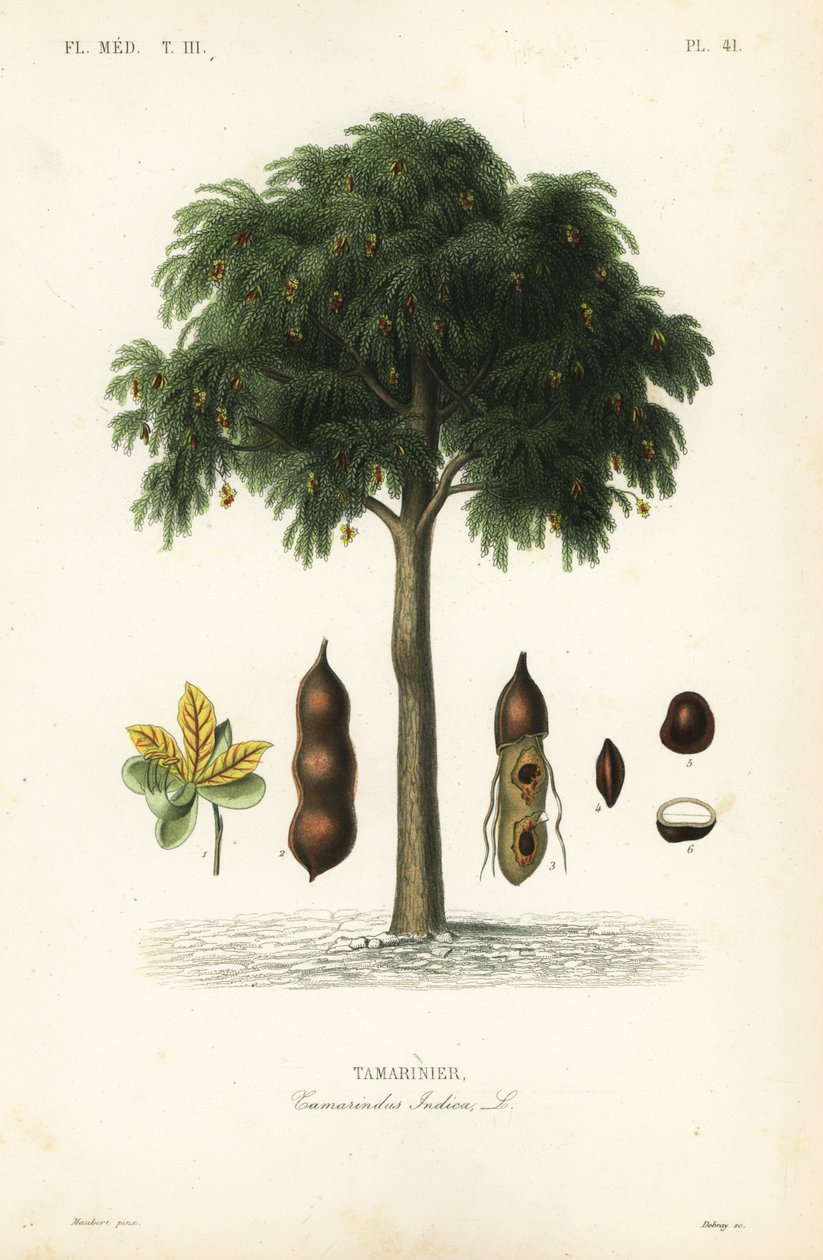 Tamarindtræ, Tamarindus indica, Tamarinier af Unbekannt