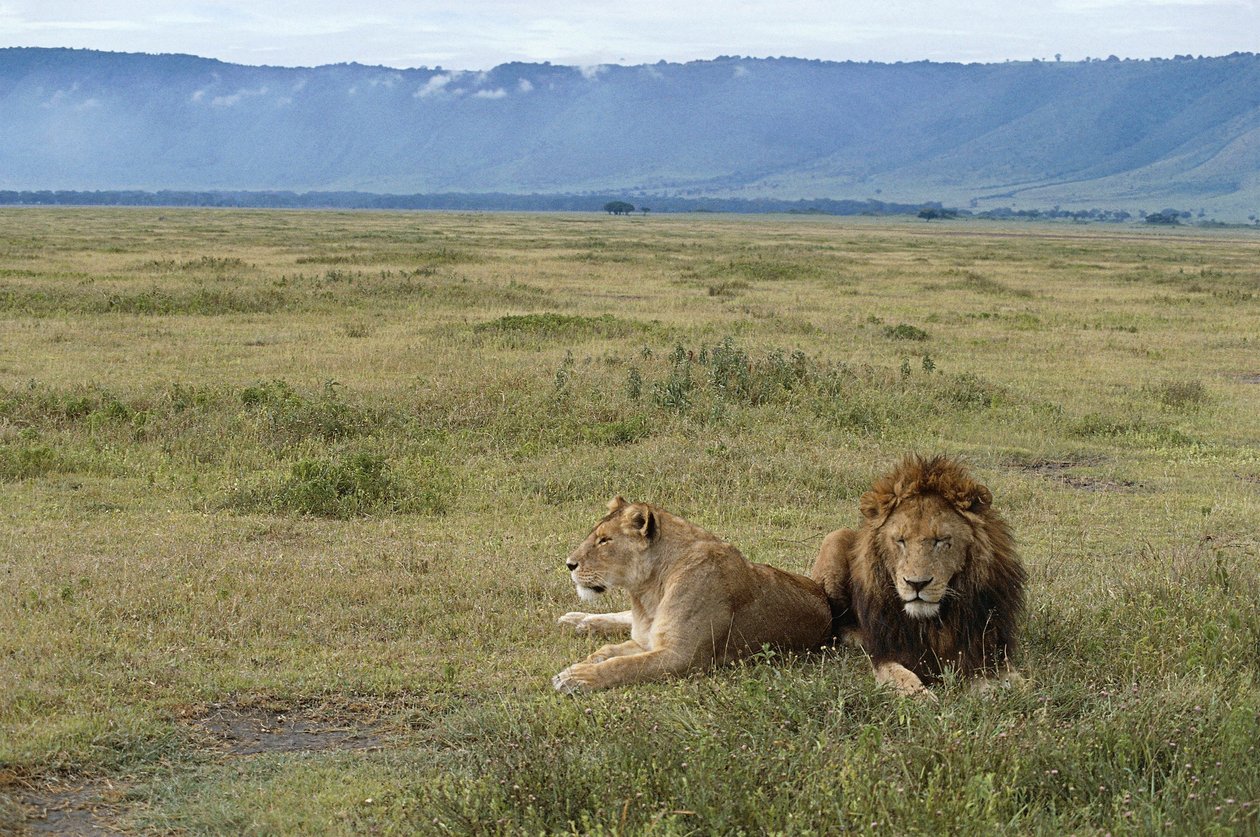 Ngorongoro Conservation Area, Tanzania af Benjamin Baud