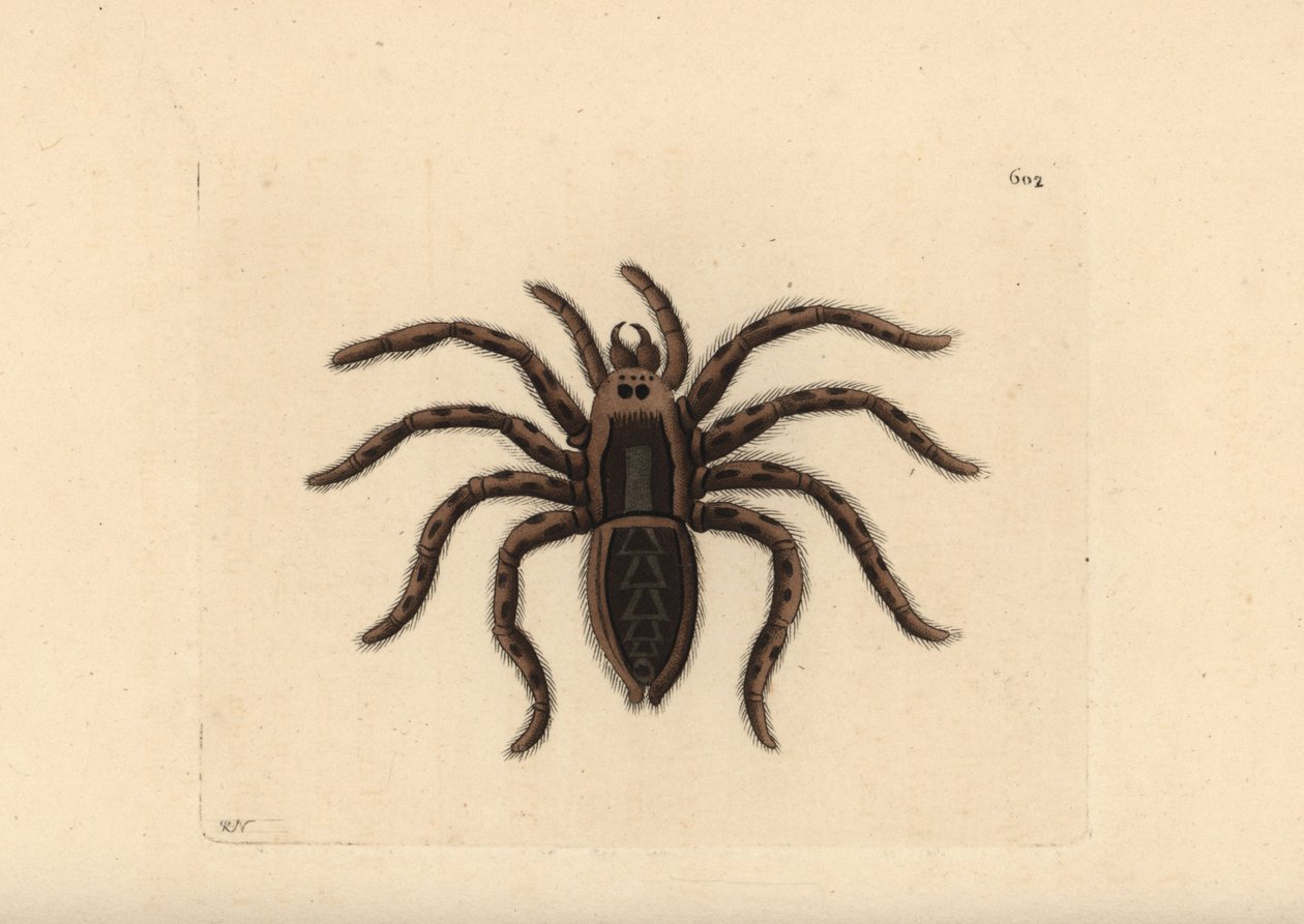 Tarantel-ulveedderkop, Lycosa tarantula (Tarantel-edderkop, Aranea tarantula). Illustration tegnet og graveret af Richard Polydore Nodder. Håndkoloreret kobberstik fra George Shaw og Frederick Nodders The Naturalist