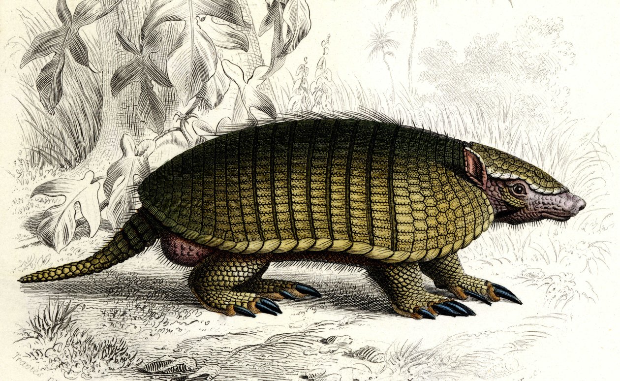 Encoubrt armadillo (Dasypus sexeinetus), edentes pattedyr. I "Dictionnaire universel d