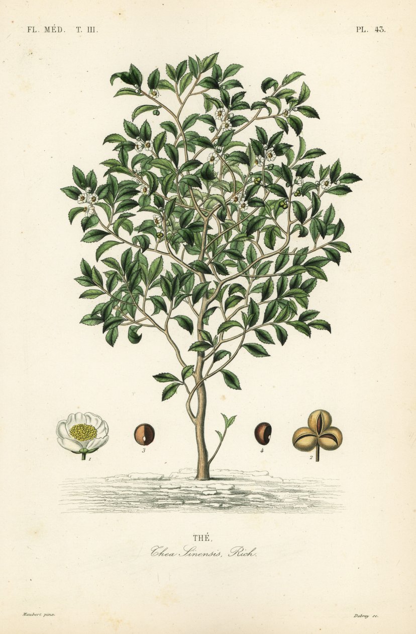Tea tree eller teplante, Camellia sinensis, Thea sinensis, den af Unbekannt