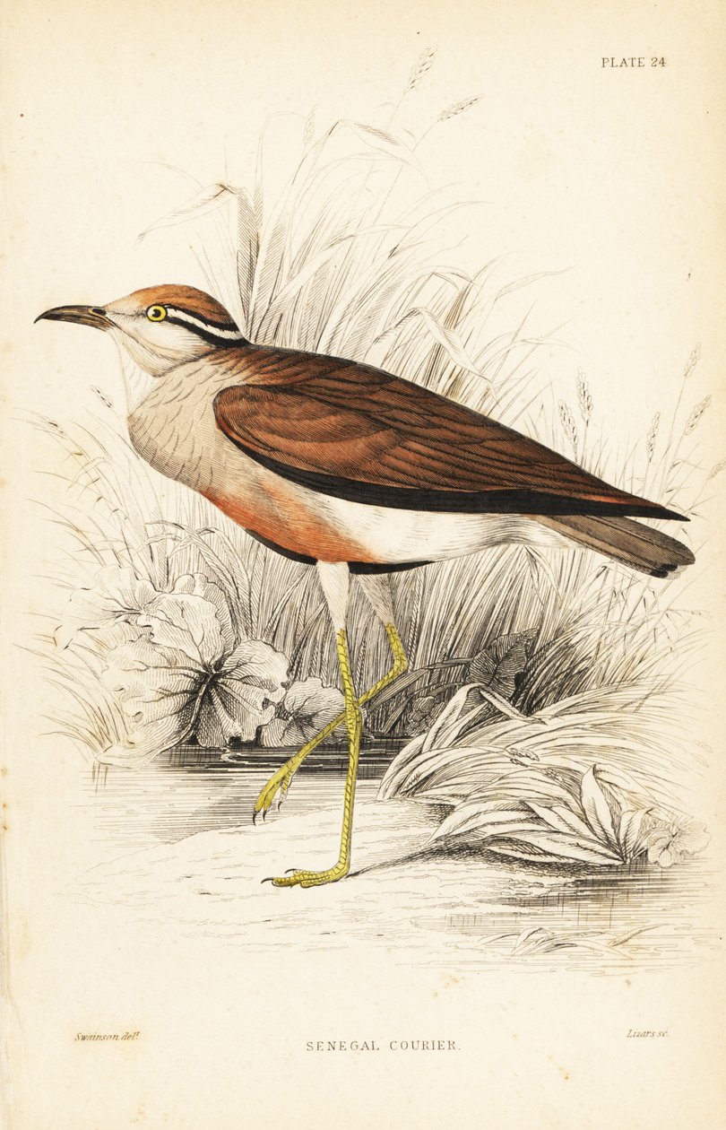 Temmincks kurér, Cursorius temminckii (Senegals kurér, Tachydromus senegalensis). Håndkoloreret stålstik af William Lizars efter William Swainson fra Sir William Jardine