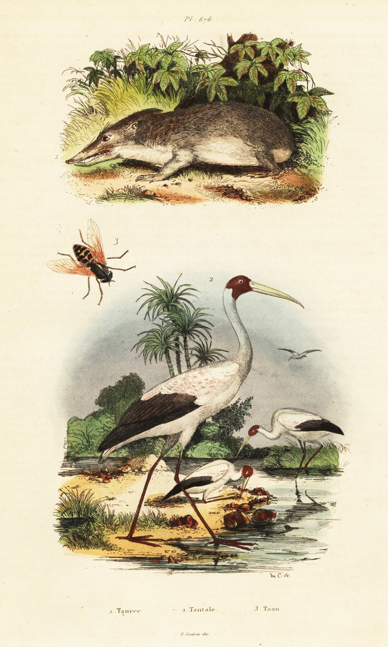 Tenrec, stork og hesteflue., 1834-1839 (gravering) af Unbekannter Künstler