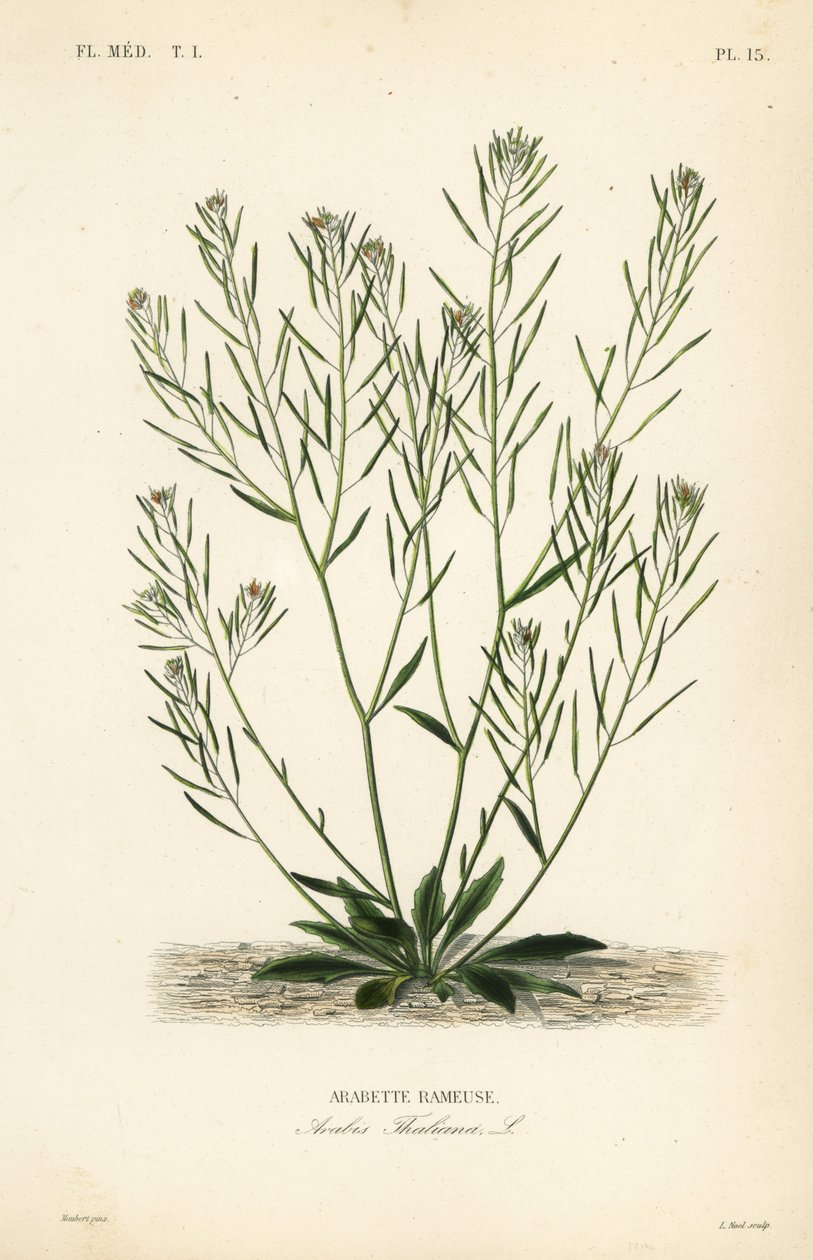 Thale karse, muse-øre karse eller arabidopsis, Arabidopsis thaliana, Arabis thaliana, Arabette rameuse af Unbekannt