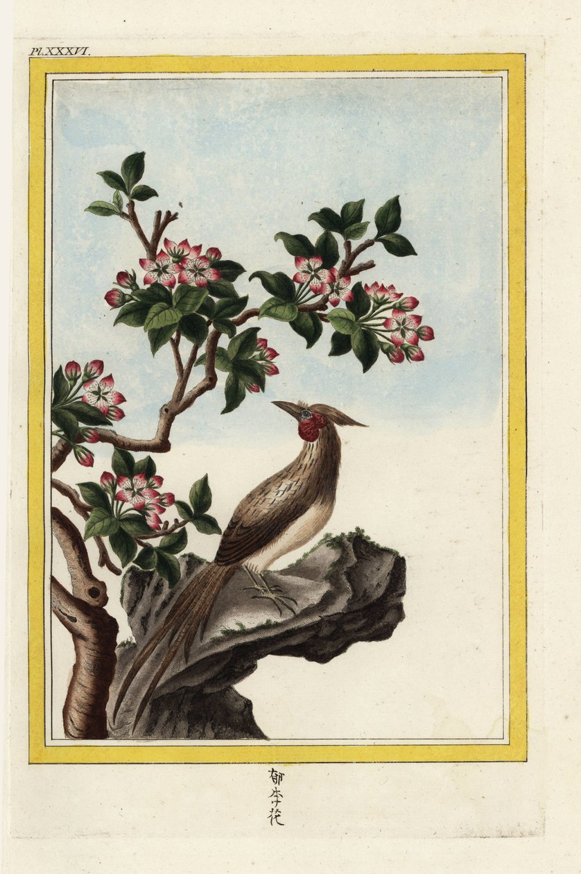 Æbletræet i Kina. Kinesisk ananas, Malus prunifolia. Håndkoloreret radering fra Pierre Joseph Buchoz