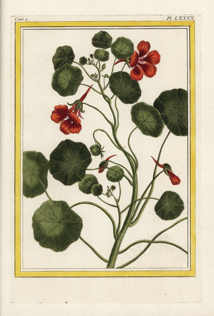 Kapucineren. Have-kasturtium, Tropaeolum majus. Håndkoloreret radering fra Pierre Joseph Buchoz