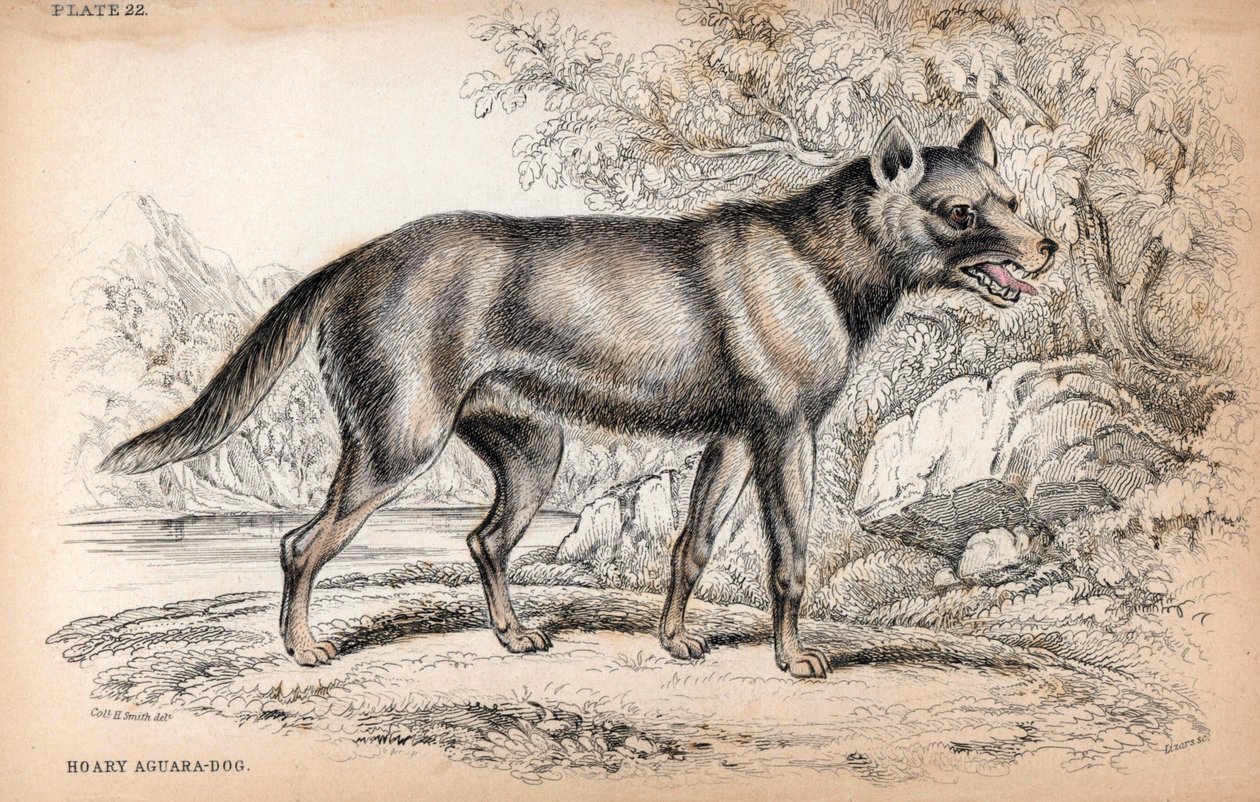 Chenu-ræven eller ræven fra Brasilien, Lycalopex vetulus - litografi af oberst Charles Hamilton Smith til illustration af Naturalist