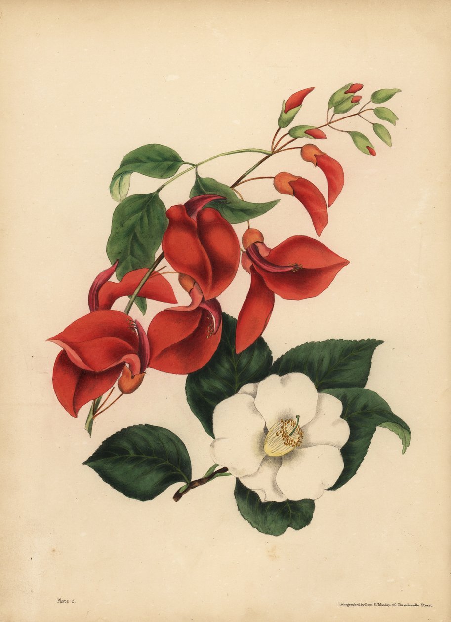 Hanekam Koraltræ, Erythrina crista-galli, Singularitet; Den enkelt hvidblomstrede Camellia eller Japan Rose, Camellia japonica, Beauty er din eneste attraktion af Unbekannt
