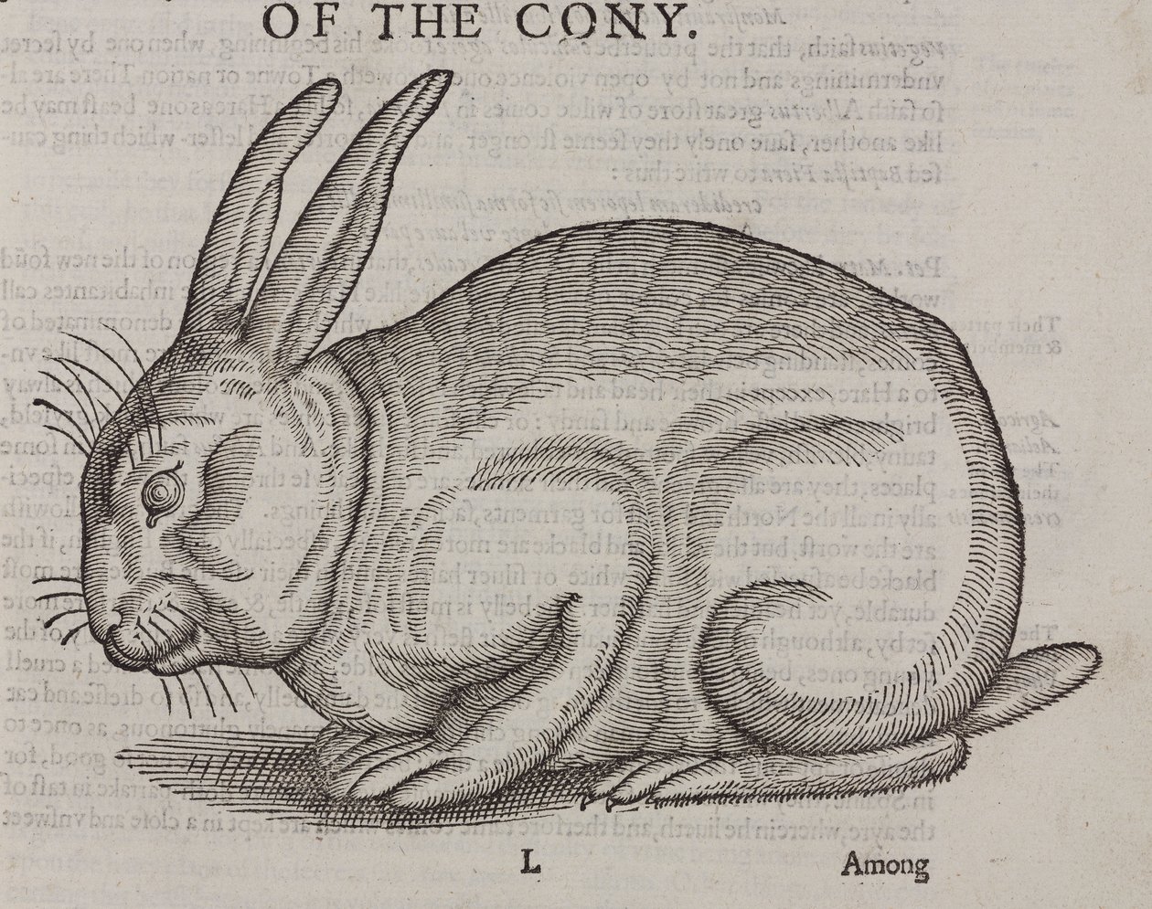 Den Cony af Unbekannt