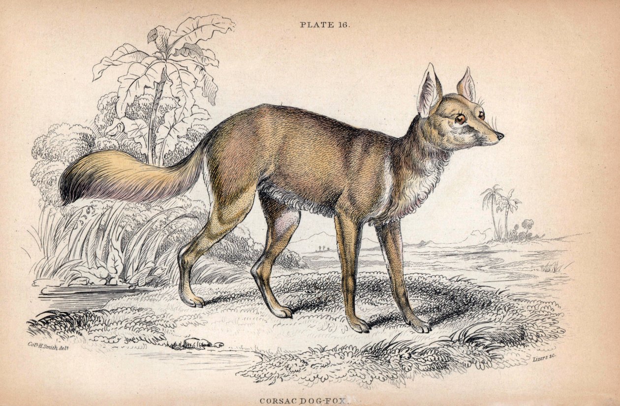 Corsac Fox, Vulpes Corsac - Litografi af oberst Charles Hamilton Smith til illustration af Naturalist