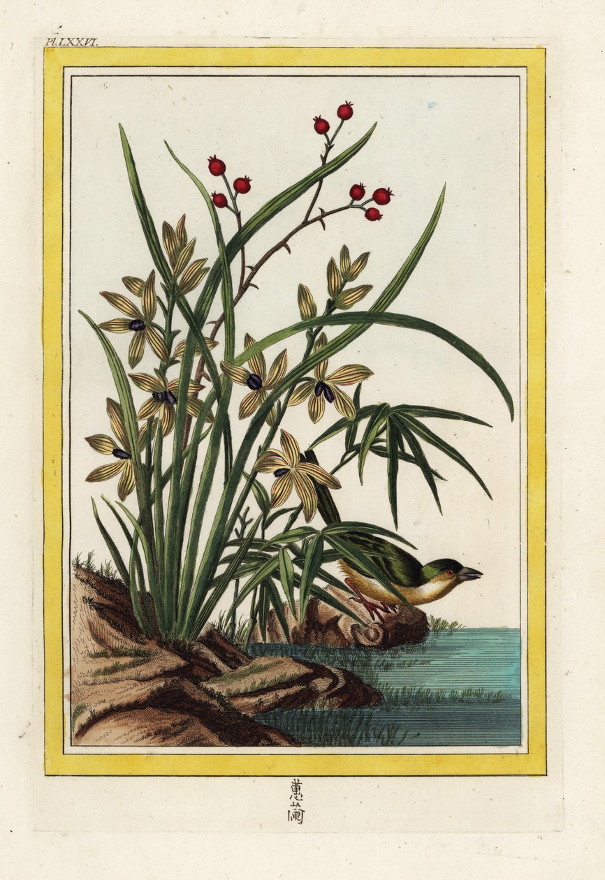 Elleborin fra Kina. Helleborine orkidé, Cephalanthera longifolia. Håndkoloreret radering fra Pierre Joseph Buchoz "Dyrebar og oplyst samling af de smukkeste og mest kuriøse blomster, der dyrkes både i Kinas og Europas haver. af Unbekannter Künstler