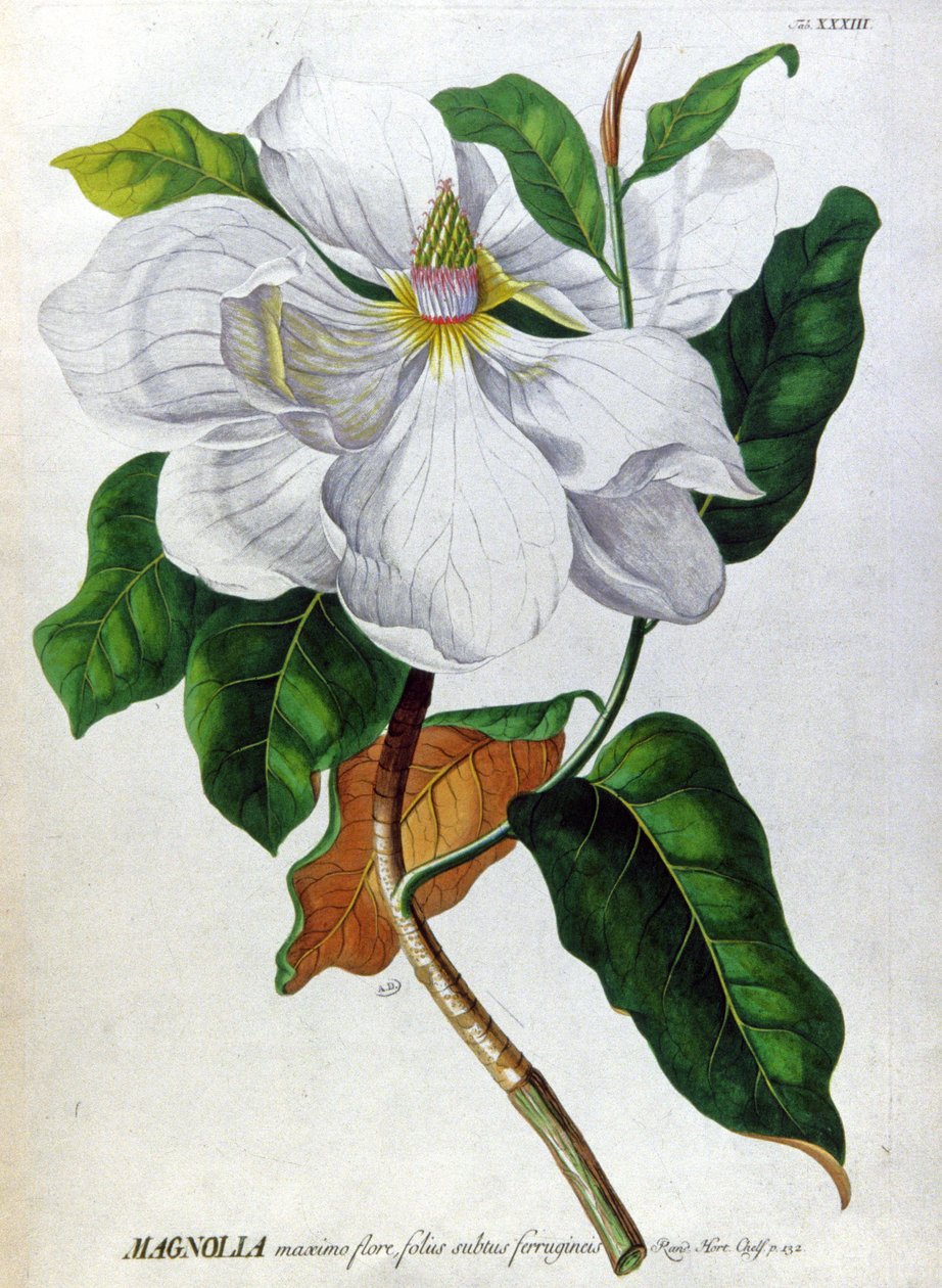 Magnolia af Unbekannter Künstler