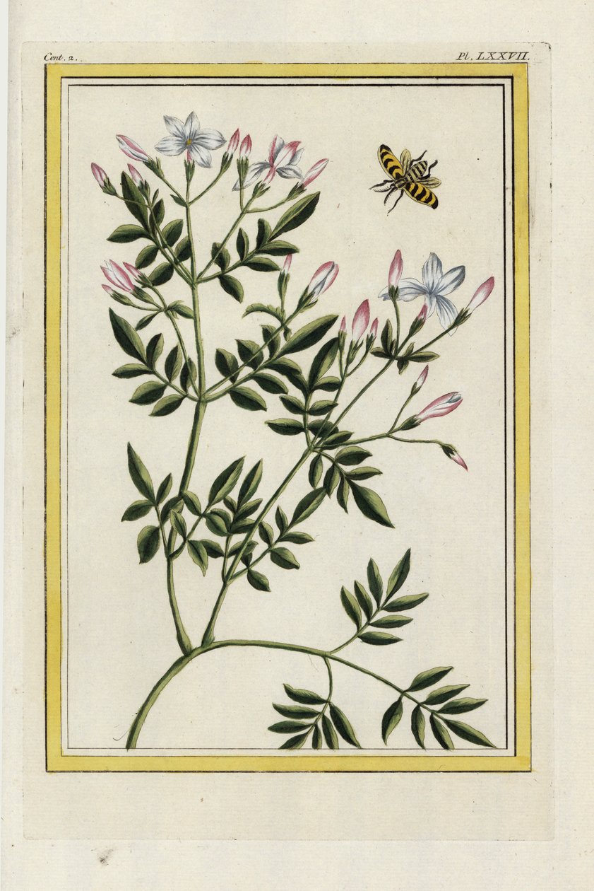 Den spanske jasmin. Spansk jasmin, Jasminum grandiflorum. Håndkoloreret radering fra Pierre Joseph Buchoz