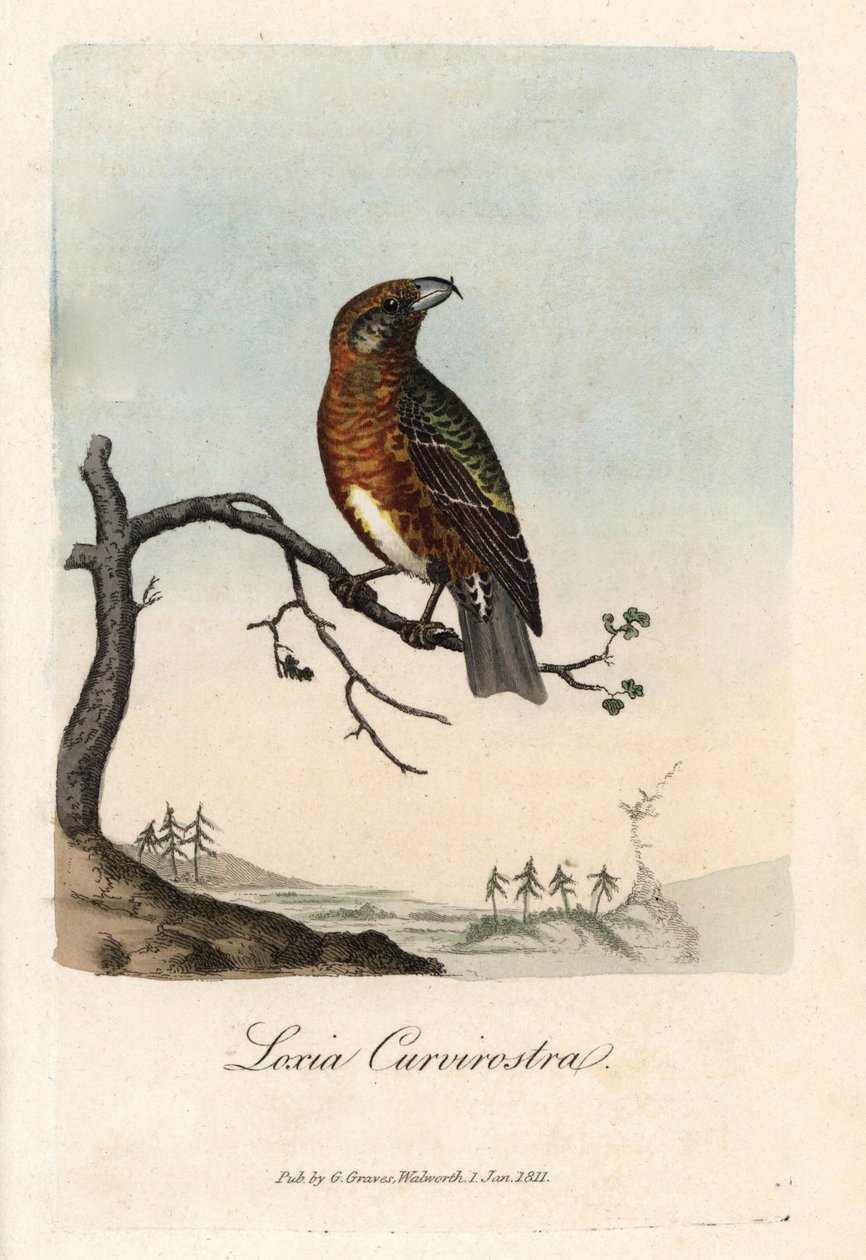 Næbbet krydser grantræer. Farvet kobberstik af George Graves, i British Ornithology. af Unbekannter Künstler