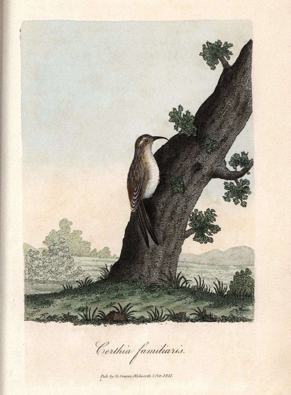 Skovens klatrer. Farvet kobberstik af George Graves, i British Ornithology. af Unbekannter Künstler