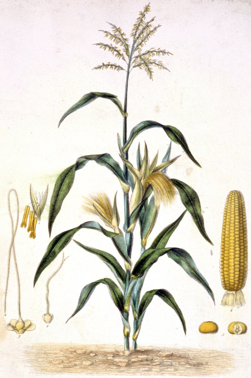 Majsen, ca. 1880-1900 (kobberstik) af Unbekannter Künstler