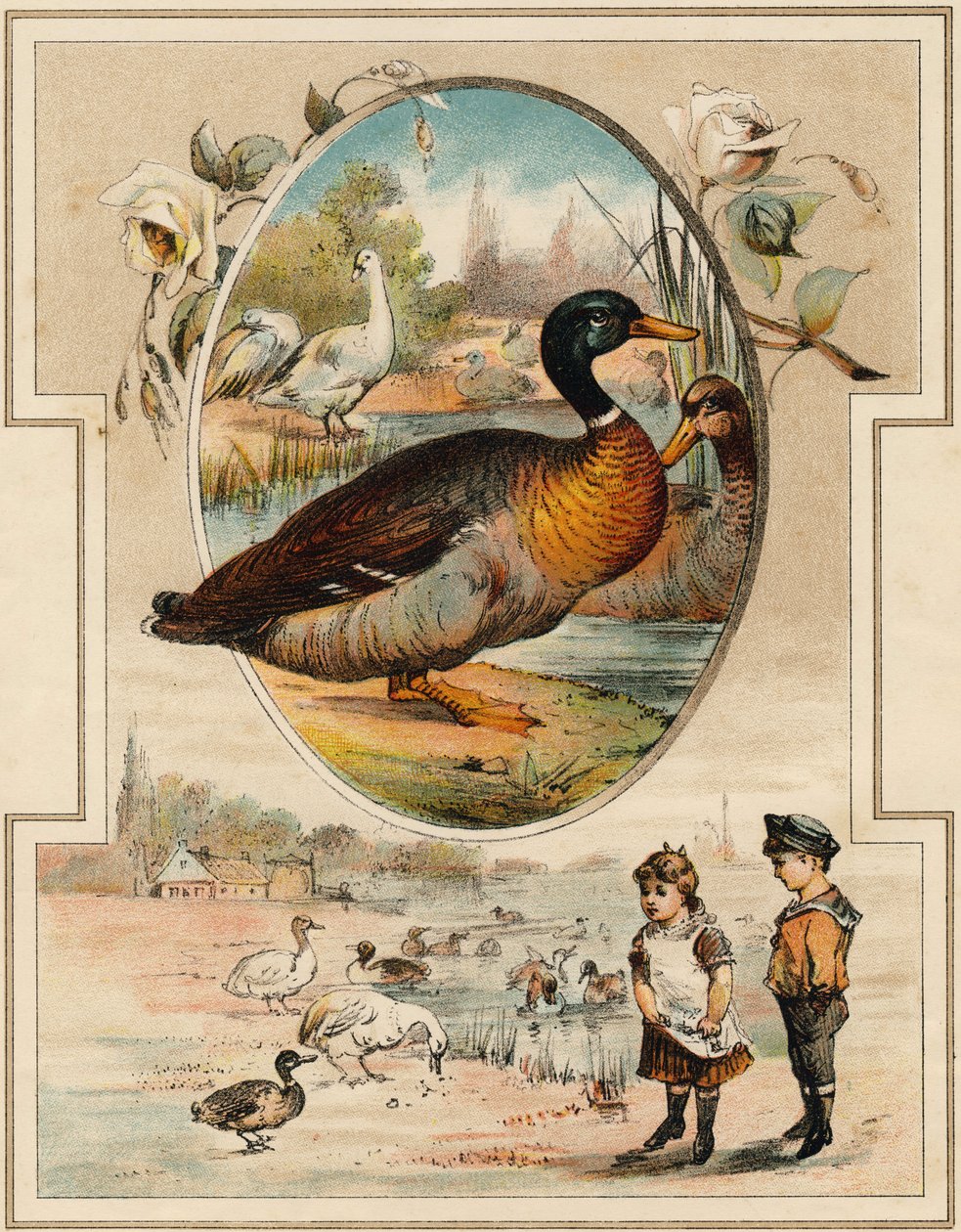 Anden. Indgravering i "Mon premier Grand Alphabet". Bernardin-Bechet Edition, Paris, ca. 1890. Illustrationer af A. des Lilleuls. Ingen side, 46 sider. Mål: 31x22 cm. af Unbekannt