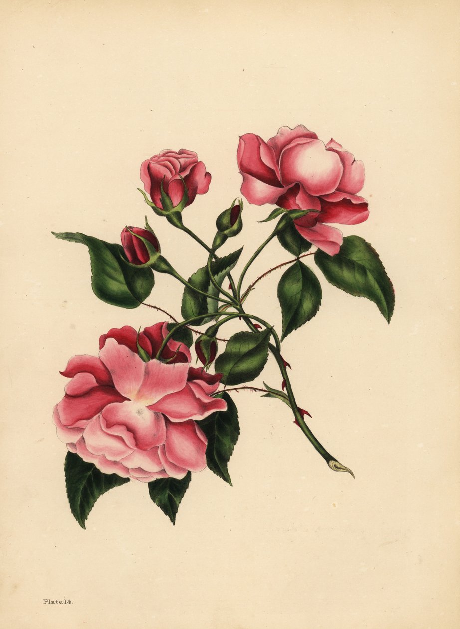 Den evigt blæsende Rose, Skønhed altid ny af Unbekannt