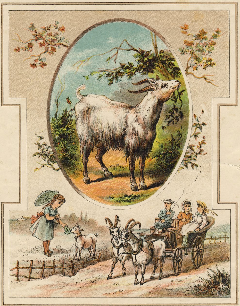 Geden. Indgravering i "Mon premier Grand Alphabet". Bernardin-Bechet Edition, Paris, ca. 1890. Illustrationer af A. des Lilleuls. Ingen side, 46 sider. Mål: 31x22 cm. af Unbekannt