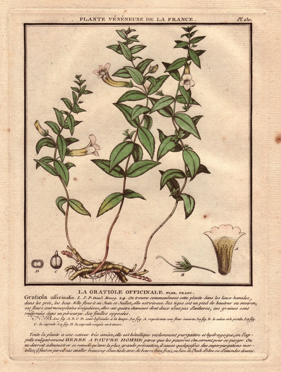 Gratiole officinale (Gratiola officinalis). Venenplante, beskrivelse af plante, stængel, blade, blomster og rødder. Detaljer om bæger, pistil og kapsel. Eau forte en couleurs 1700-tallet, i Herbier de la France (1780-1793), tegning, stik og p af Unbekannter Künstler