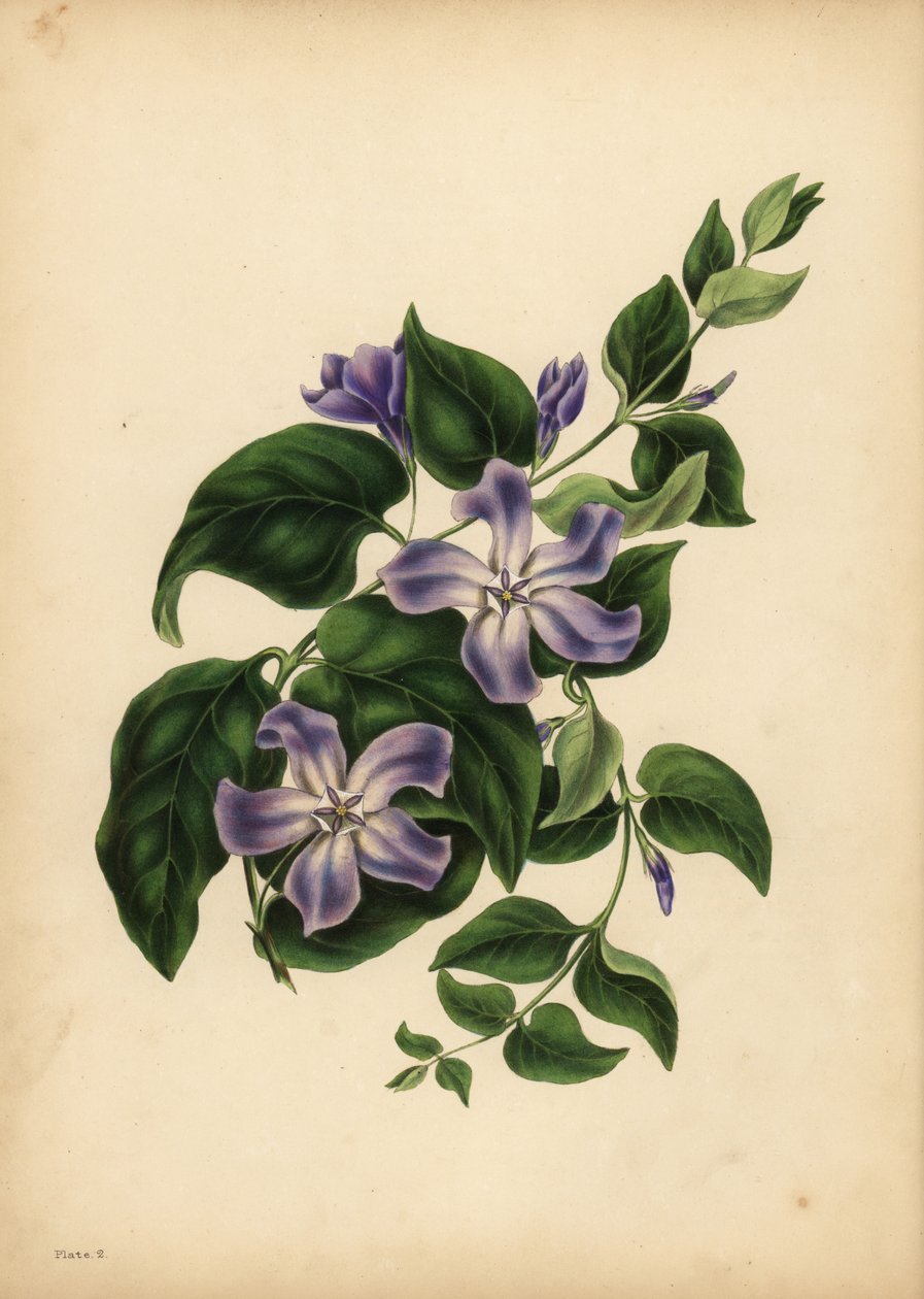 Den store blå Periwinkle, Vinca major, Erindringens glæder af Unbekannt