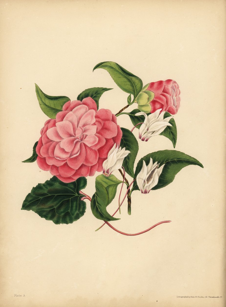 Den myrtebladede Camellia eller Japan Rose, Skønhed er din eneste attraktion; Den persiske Cyclamen, Diffidence af Unbekannt