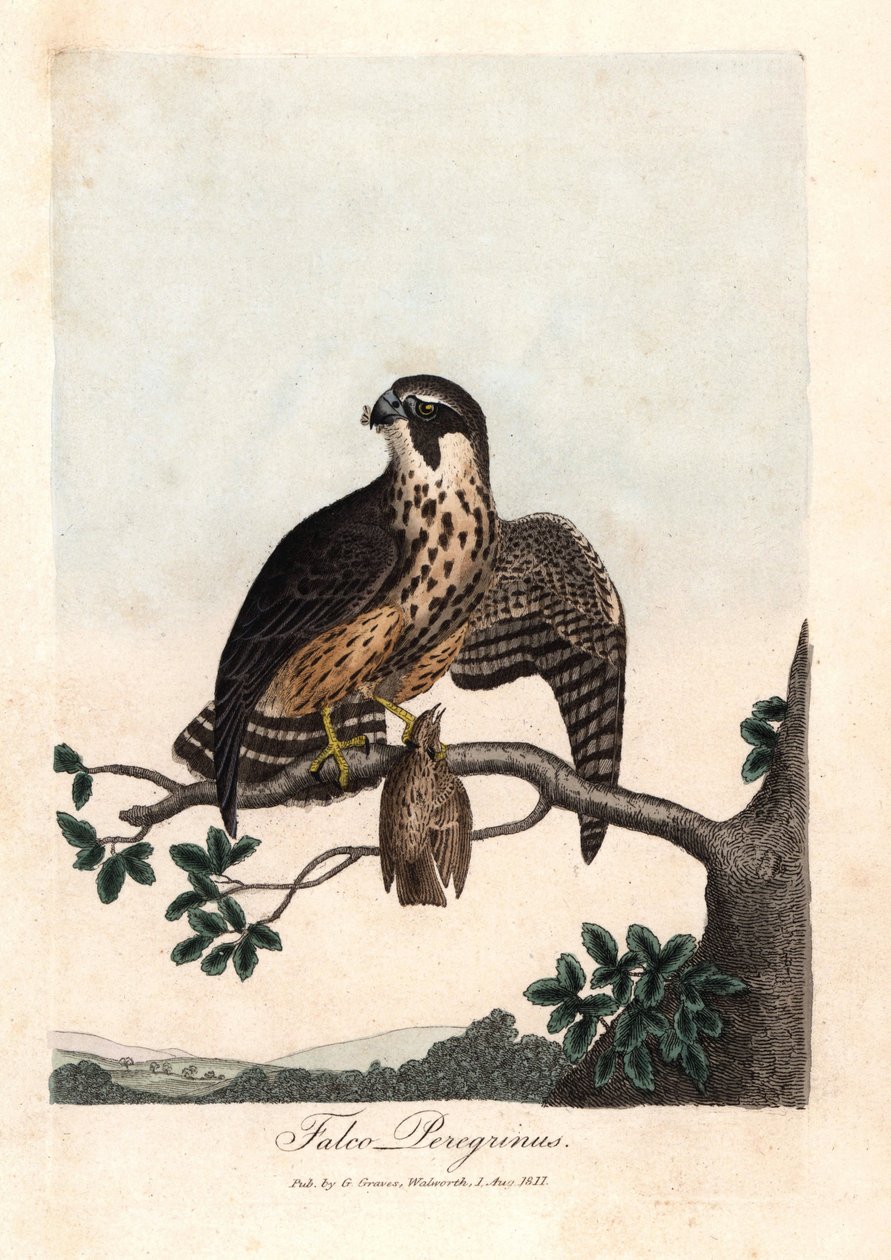 Pelerinefalken. Farvet kobberstik af George Graves i British Ornithology. af Unbekannter Künstler