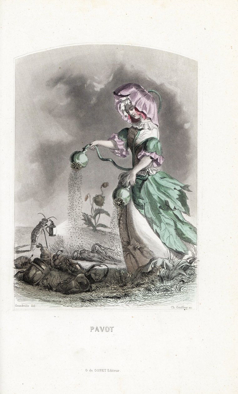 Valmueafgiften drysser opiumsbælge på coleopteres og græshoppers stoffer - Eau forte af Charles Geoffroy (1819-1882), baseret på en illustration af Jean Ignace Isidore Gerard dit J.J.Granville (1803-1847), for Les fleurs animees af Unbekannter Künstler