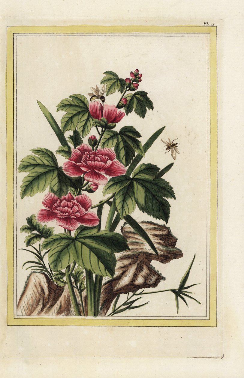 Det lilla træ har inkarnerede blomster. Rosenmalve, Hibiscus syriacus. Håndkoloreret radering fra Pierre Joseph Buchoz "Dyrebar og oplyst samling af de smukkeste og mest kuriøse blomster, der dyrkes både i Kinas og Europas haver. af Unbekannter Künstler