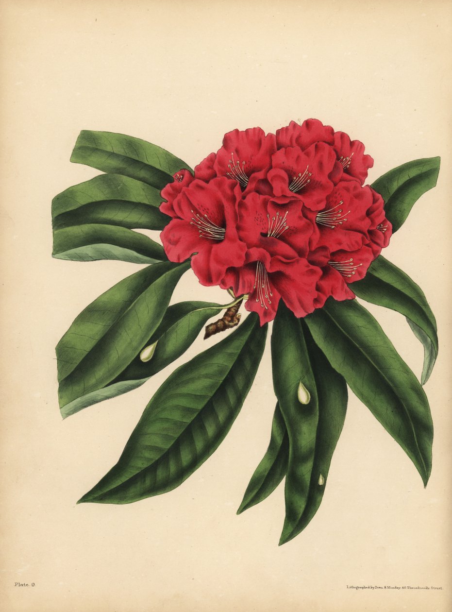 Det rødblomstrede træ Rhododendron, Fare af Unbekannt