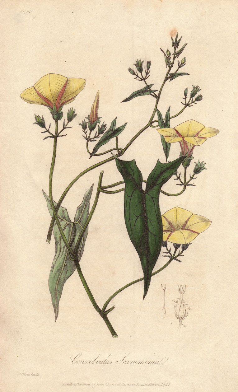 Scammonee (Convolvulus scammonia) - stærkt vand af William Clarke til illustration af "Medical Botanical, Description of the Medicinal Plants of London, Edinburgh, and Dublin" af John Stephenson og James Morss Churchill, udgivet i London af John Churc. af Unbekannter Künstler