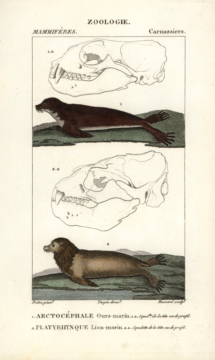 Havbjørnen eller den nordlige pelssæl (arctocephale) og søløven eller søløven (platyrhynque) - Eau forte af Jean Gabriel Pretre (1780-1845), graveret af Carnonkel, til den naturvidenskabelige ordbog: pattedyr af Frederic Cuvier, redigeret af Pierre Jean Fr af Unbekannter Künstler