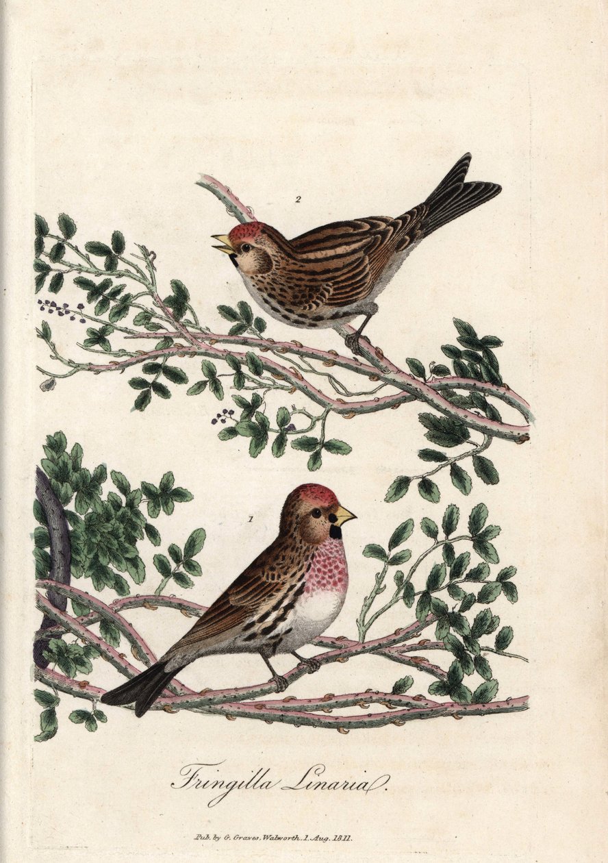 Sizerin eller lille linotte. Farvet kobberstik af George Graves i British Ornithology. af Unbekannter Künstler