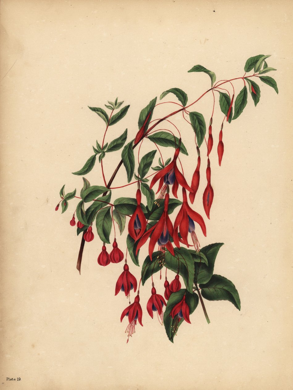 Den slanke og kugleformede Fuchsia, Fuchsia magellanica, Smag af Unbekannt