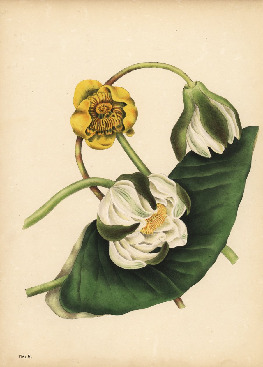 Den hvide åkande, Nymphaea odorata og gul åkande, Nuphar lutea, Silence af Unbekannt