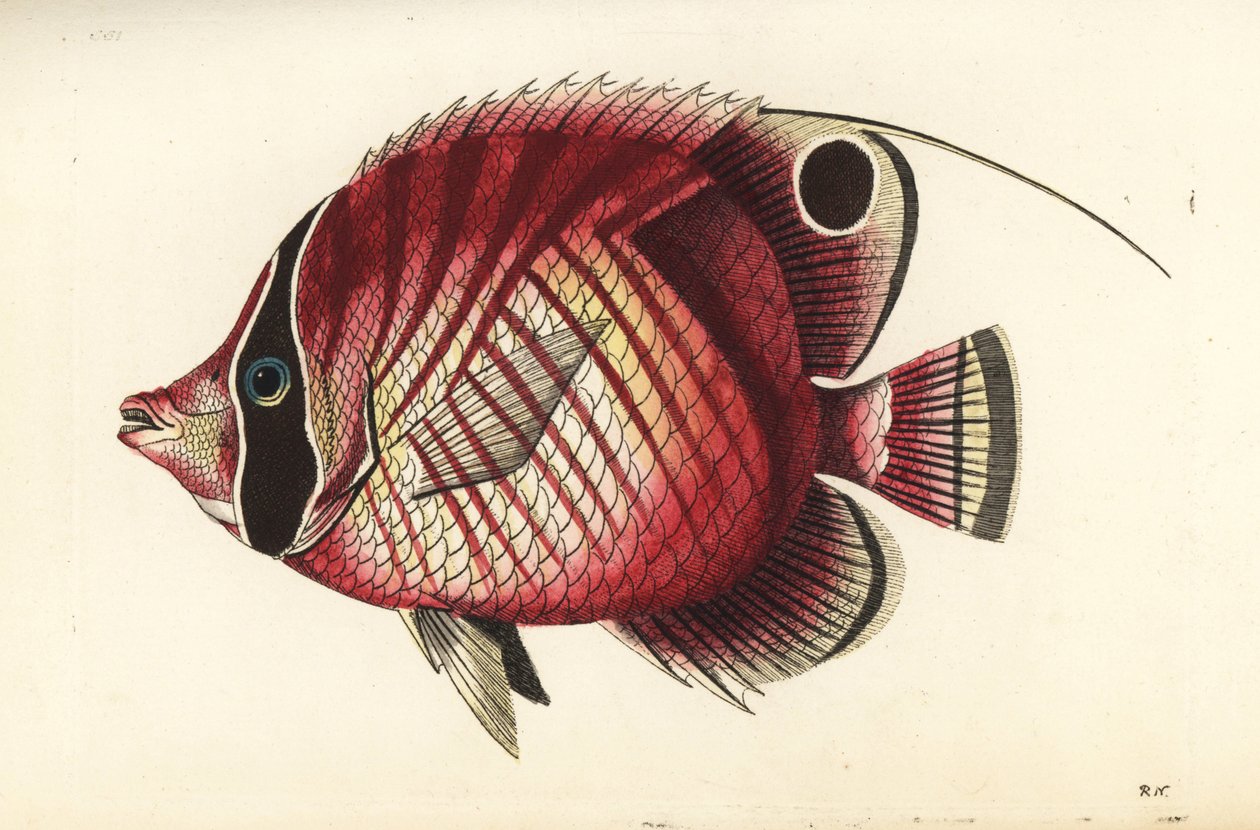 Trådfinnet sommerfuglefisk, Chaetodon auriga (rødstribet chaetodon, Chaetodon setifer). Illustration tegnet og graveret af Richard Polydore Nodder. Håndkoloreret kobberstik fra George Shaw og Frederick Nodders The Naturalist