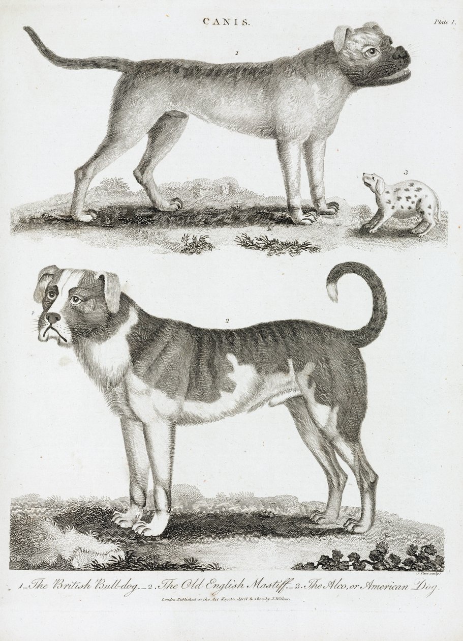 Tre typer hunde af Unbekannt