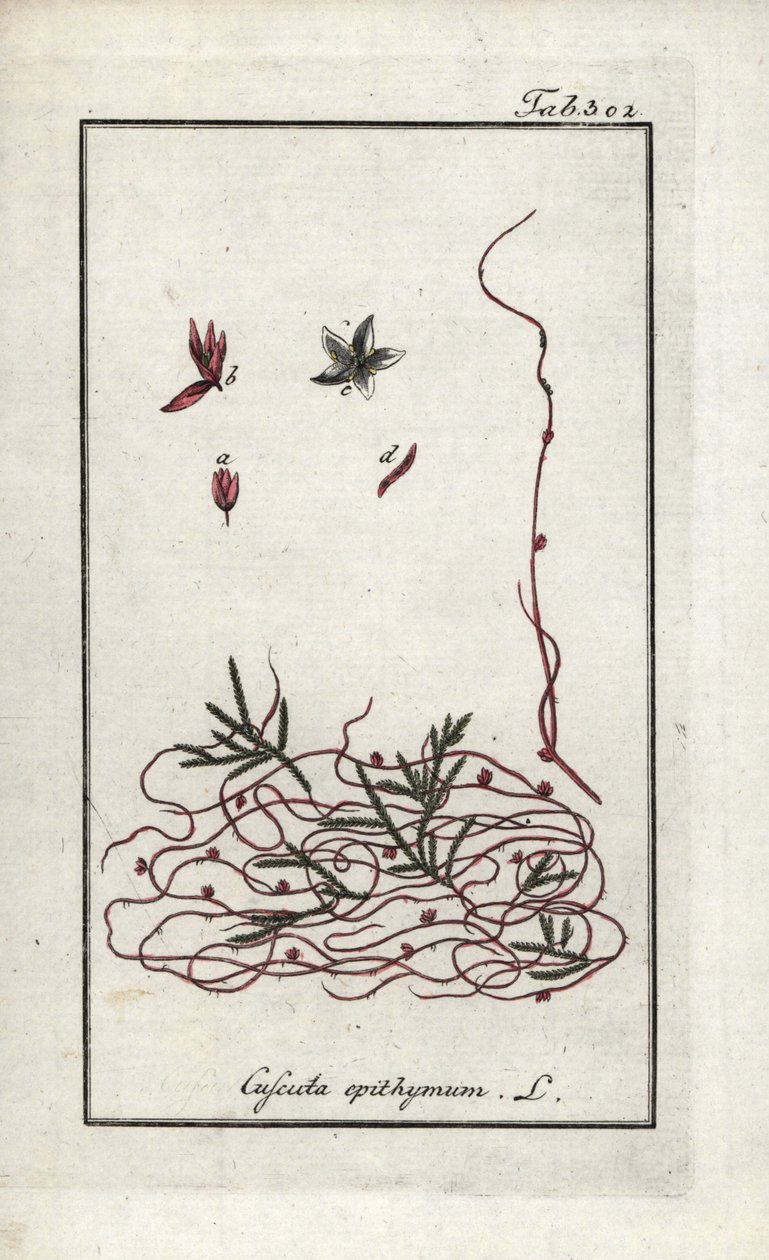 Timian-cuscute eller lille blomster-cuscute (Cuscuta epithymum). Litografi fra "Afbeelding der Artseny-Gewassen" af Johannes Zorn (1739-1799), Holland af Unbekannter Künstler