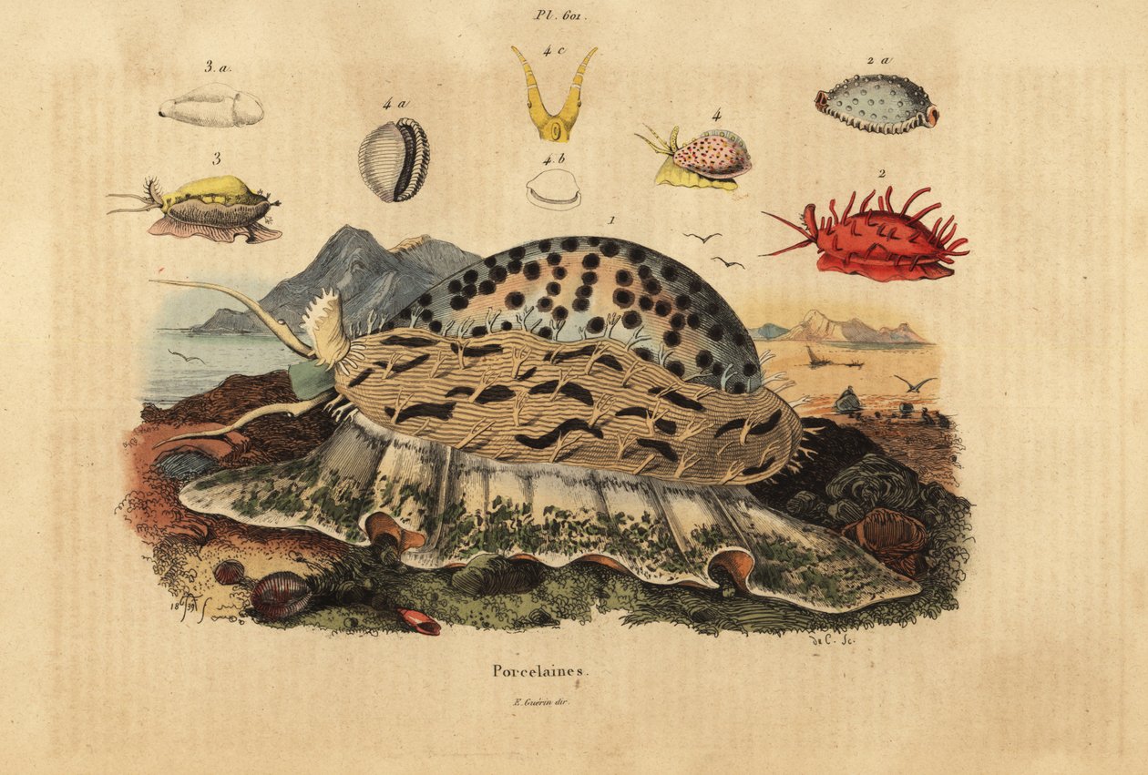 Tiger cowrie, Cypraea tigris 1, rynket cowrie, Nucleolaria nucleus 2, money cowrie, Monetaria moneta 3 og Ellatrivia merces 4, Porcelaines af Unbekannt