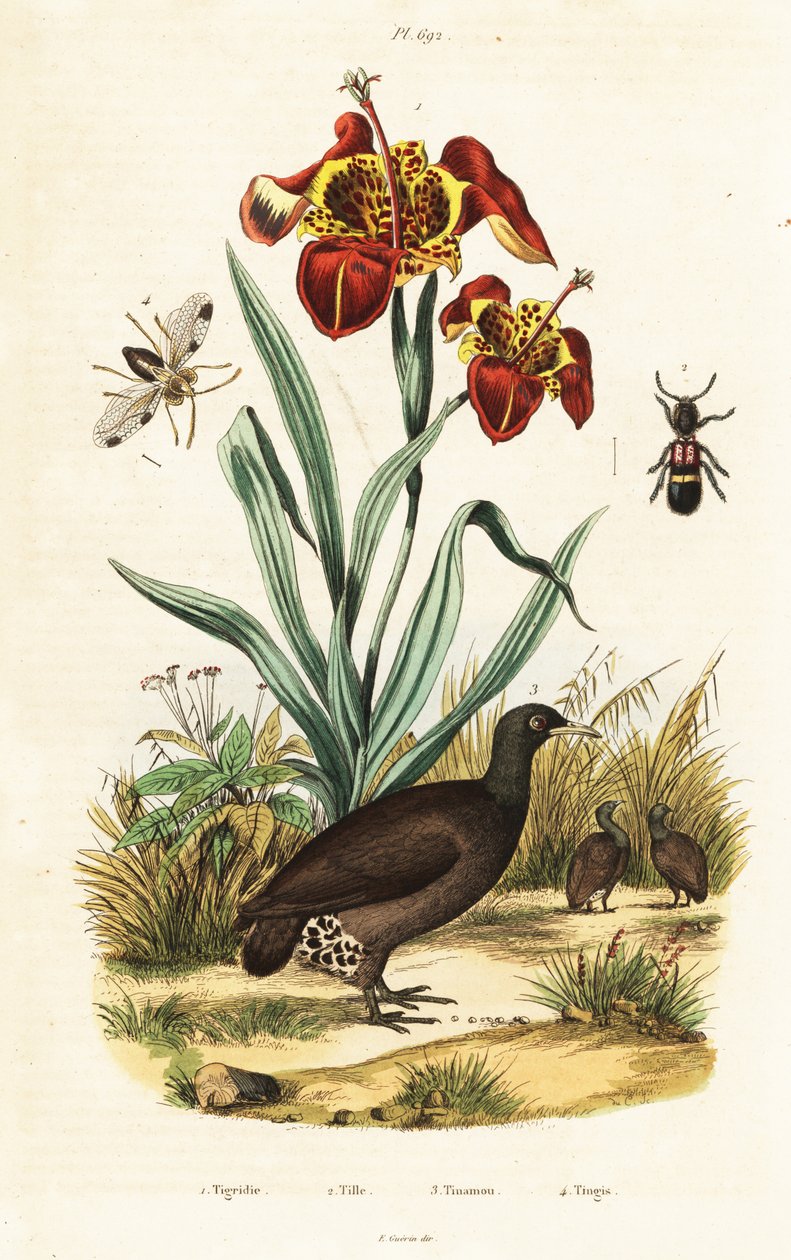 Tiger iris og stor tinamou. af Unbekannter Künstler