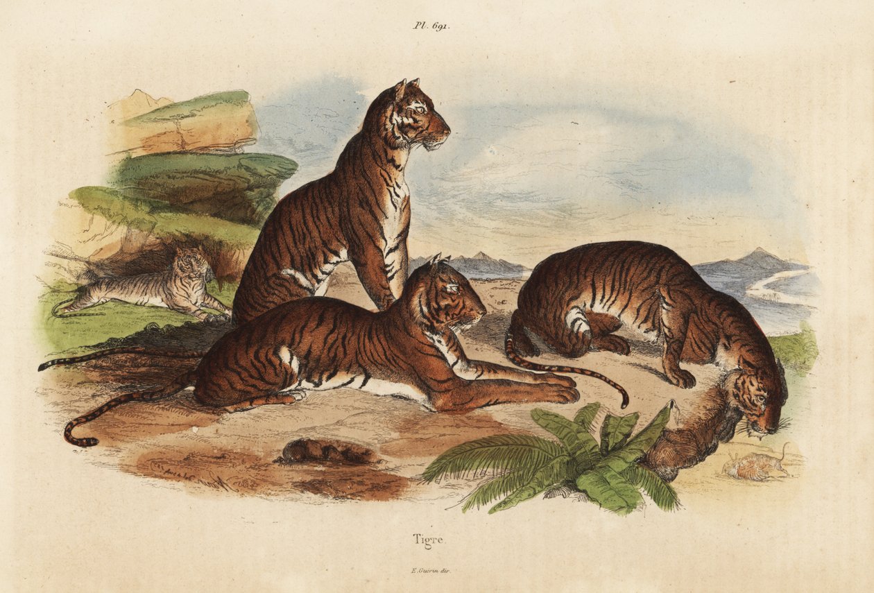Tigre, Panthera tigris, truede af Unbekannt