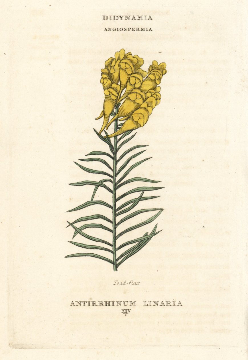 Tudseblad, Linaria vulgaris (Antirrhinum linaria). Håndkoloreret kobberstik efter en illustration af Richard Duppa fra hans The Claves and Orders of the Linnaean System of Botany, Longman, Hurst, London. af Unbekannter Künstler