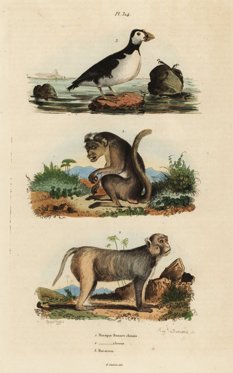 Toque macaque, Macaca sinica, truet 1, rhesus macaque, Macaca mulatta 2 og parakit auklet, Aethia psittacula 3 af Unbekannt