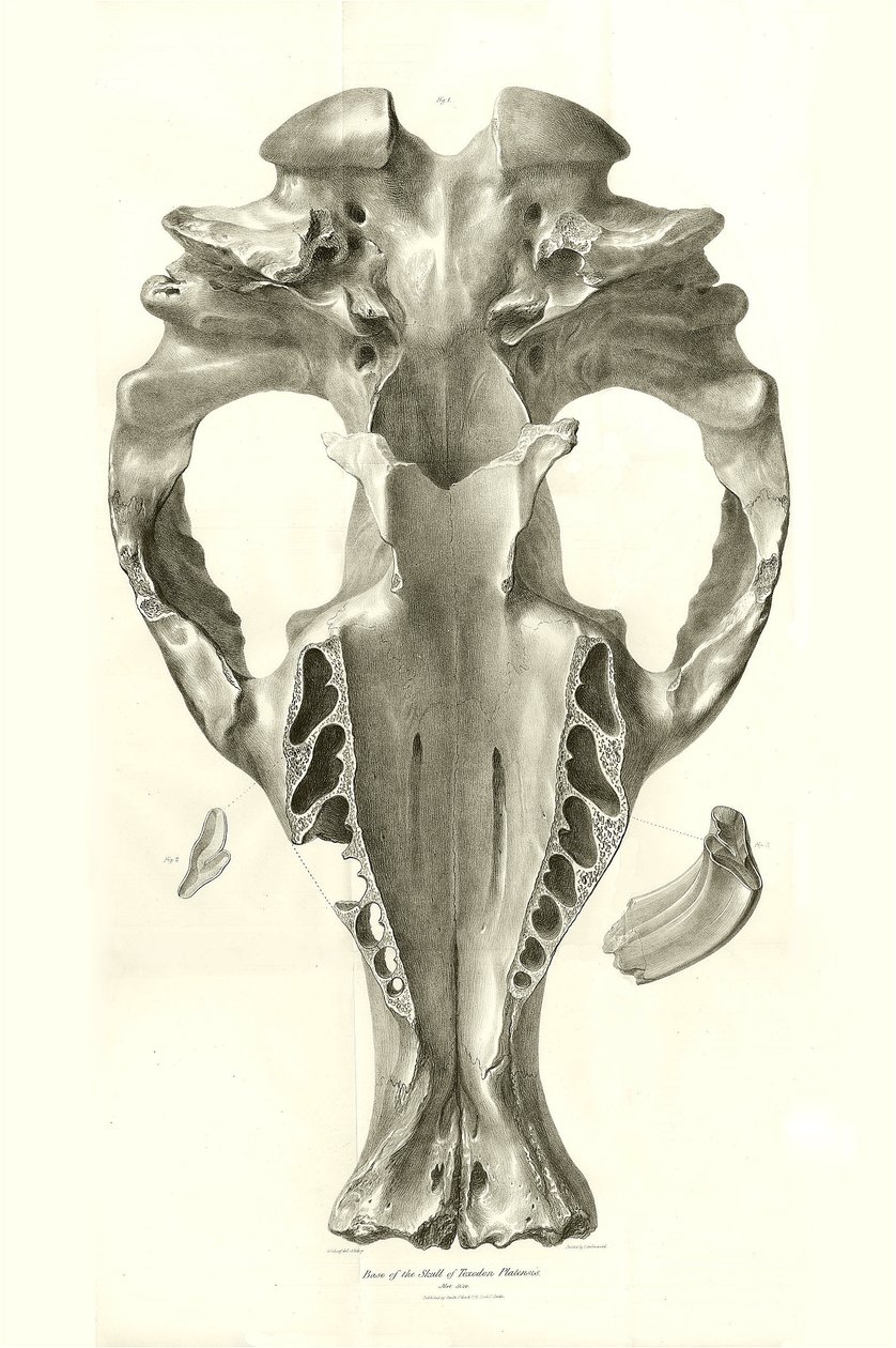 Toxodon Crane, et forhistorisk dyr fundet af Charles Darwin nær Montevideo, Uruguay, under hans opdagelsesrejse ombord på Beagle. The Zoology of the voyage of H.M.S. Beagle under kommando af kaptajn Fitzroy i årene 1832 til 1836 redigeret og udgivet af af Unbekannter Künstler