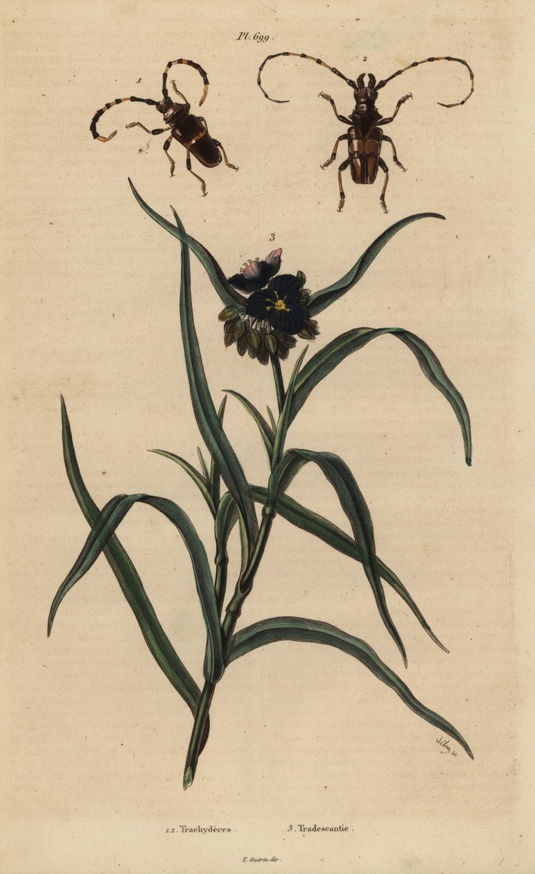 Trachyderes succinctus 1, Trachyderes mandibularis 2 og Virginia edderkop, Tradescantia virginiana 3 af Unbekannt