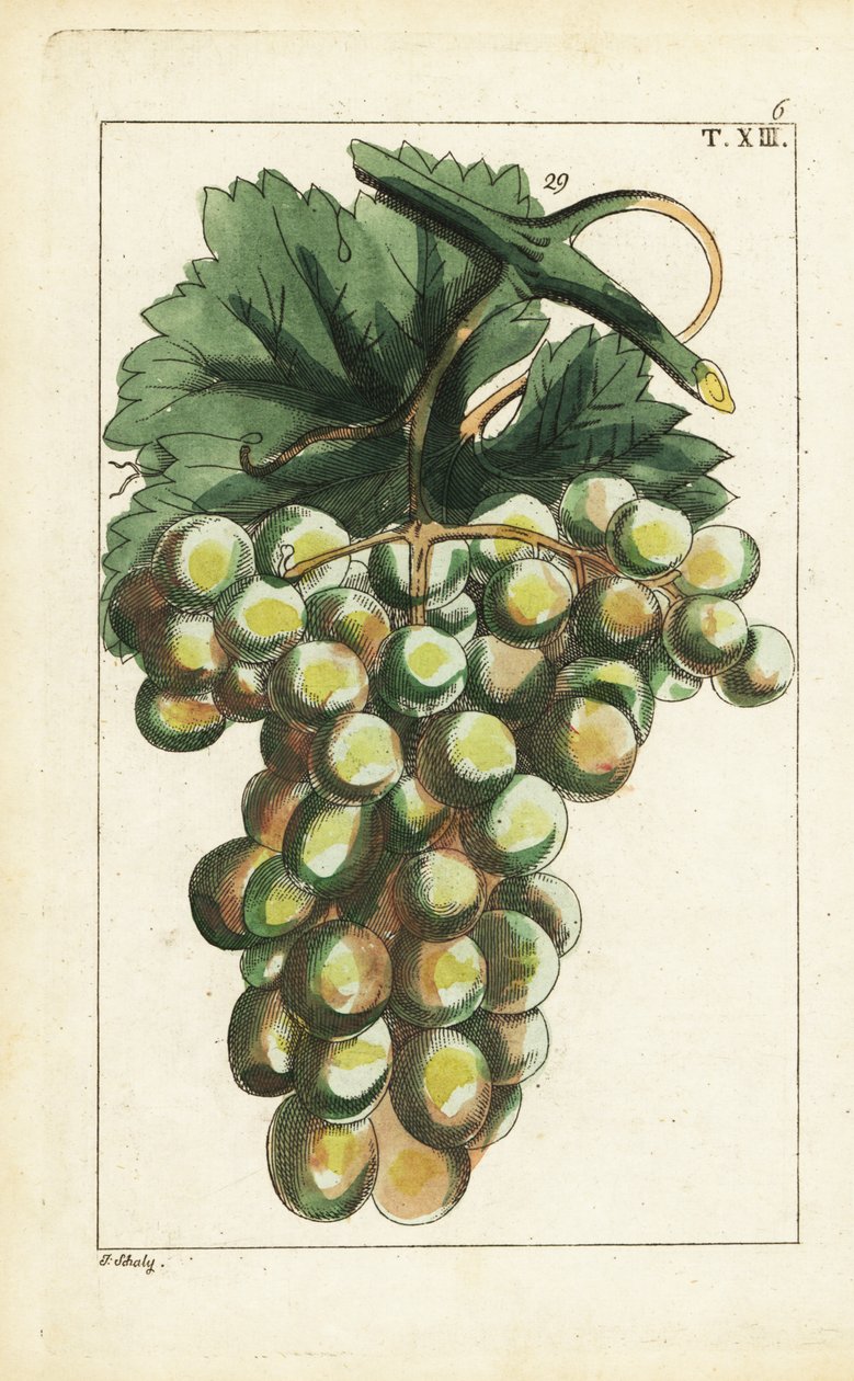 Traminar druesort, Vitis vinifera. af Unbekannter Künstler