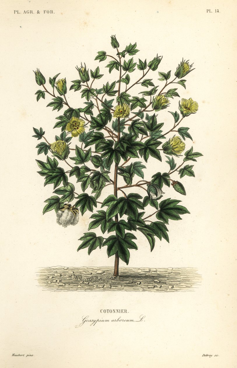 Træbomuld, Gossypium arboreum, Cotoninier af Unbekannt